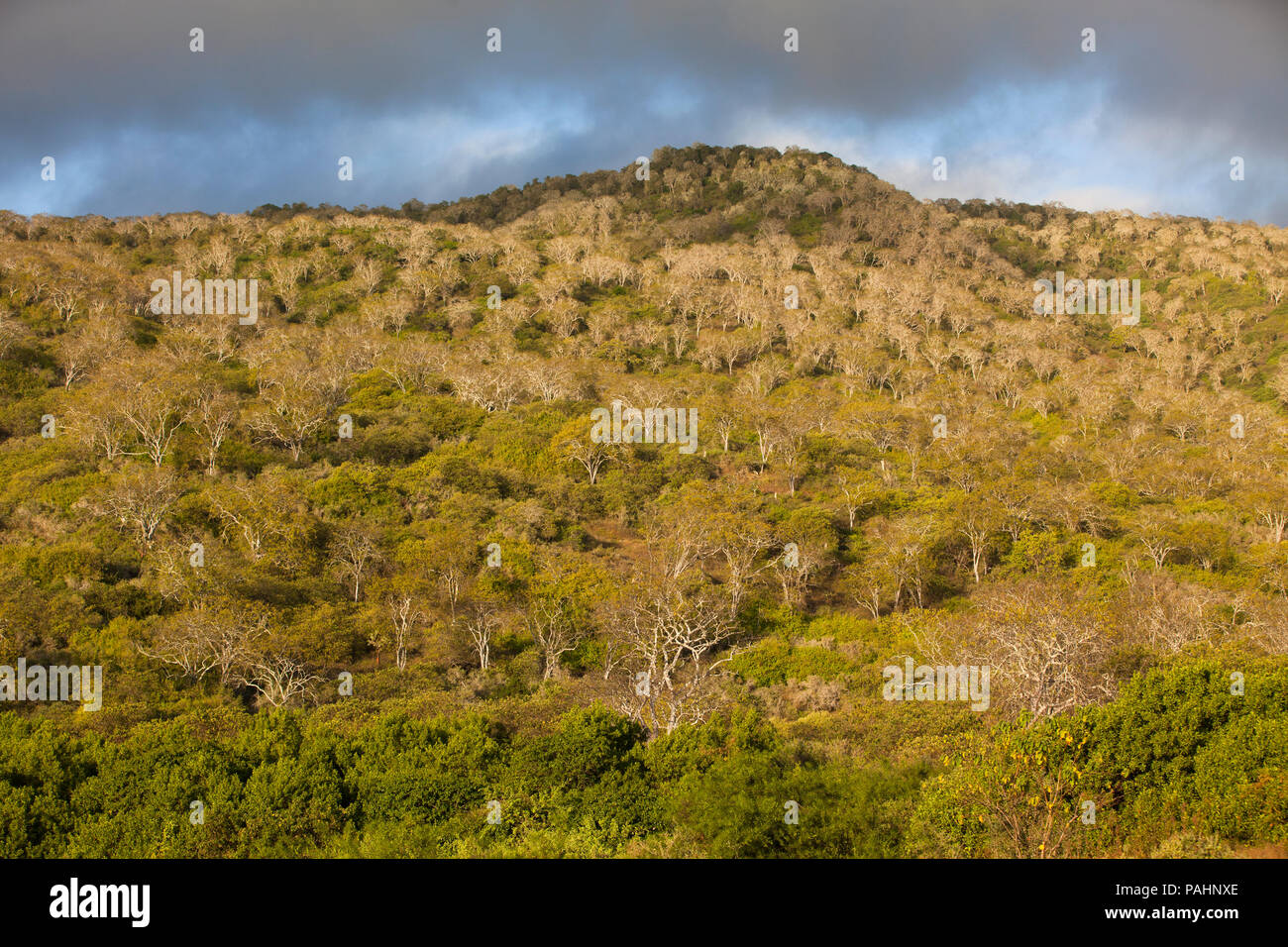 Hill galapagos hi-res stock photography and images - Alamy