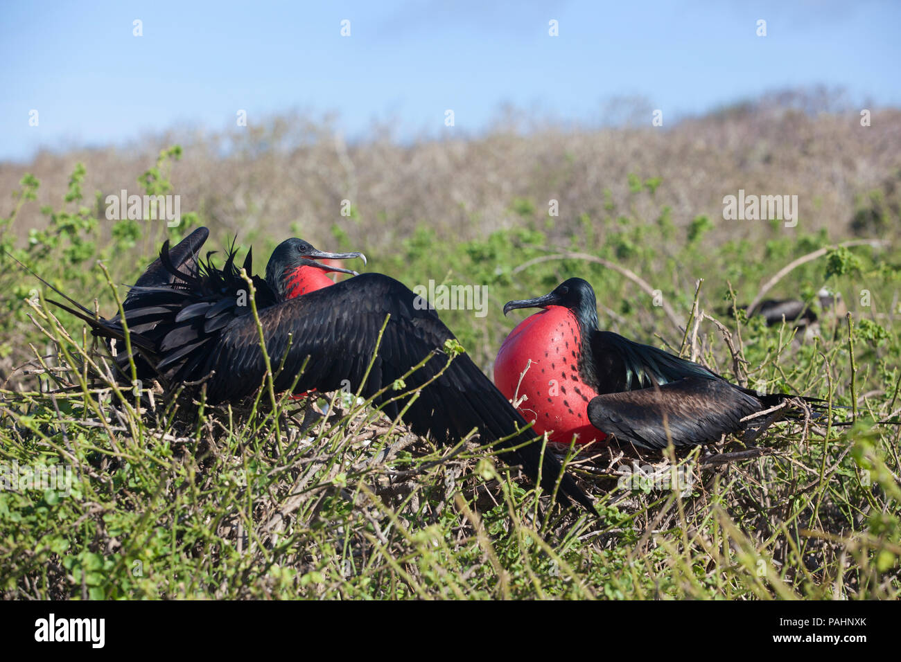 Frigate Birds courting, Darwin Bay, Galapagos Islands Stock Photo