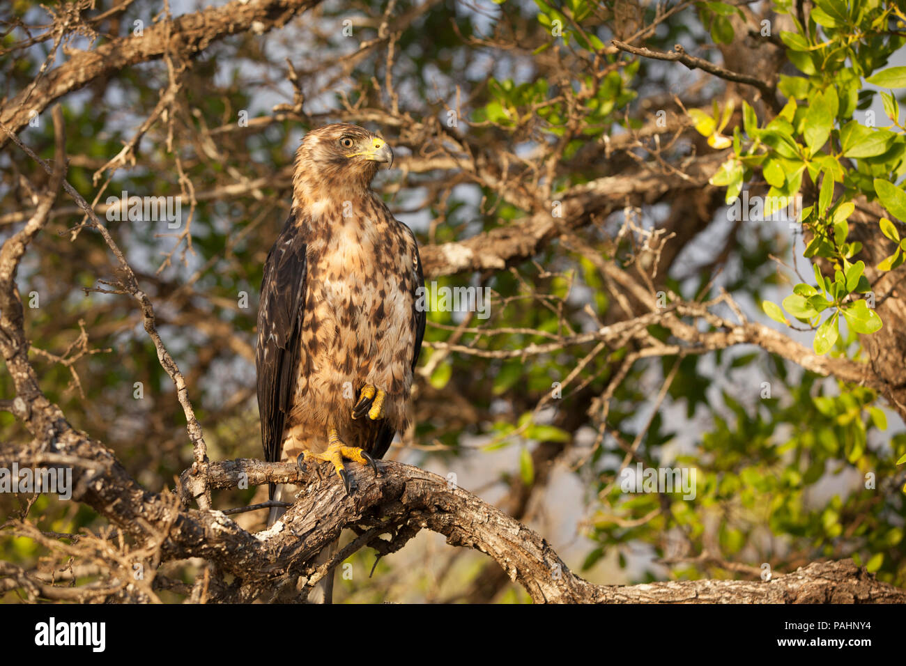 Hawk, Galapagos Islands Stock Photo