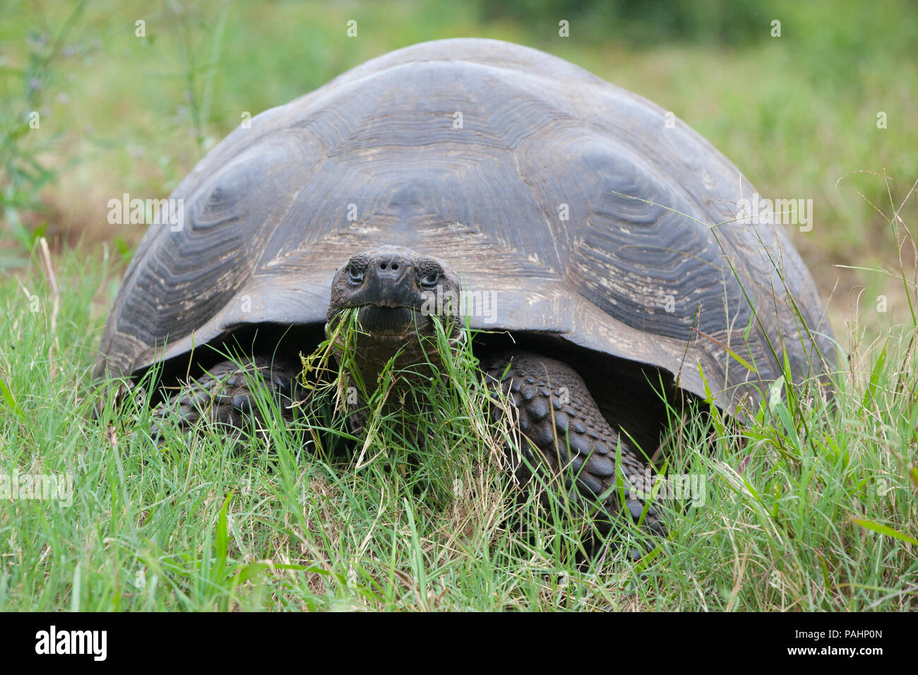 Galápagos giant tortoise, Santa Cruz Island, Galapagos Islands Stock Photo