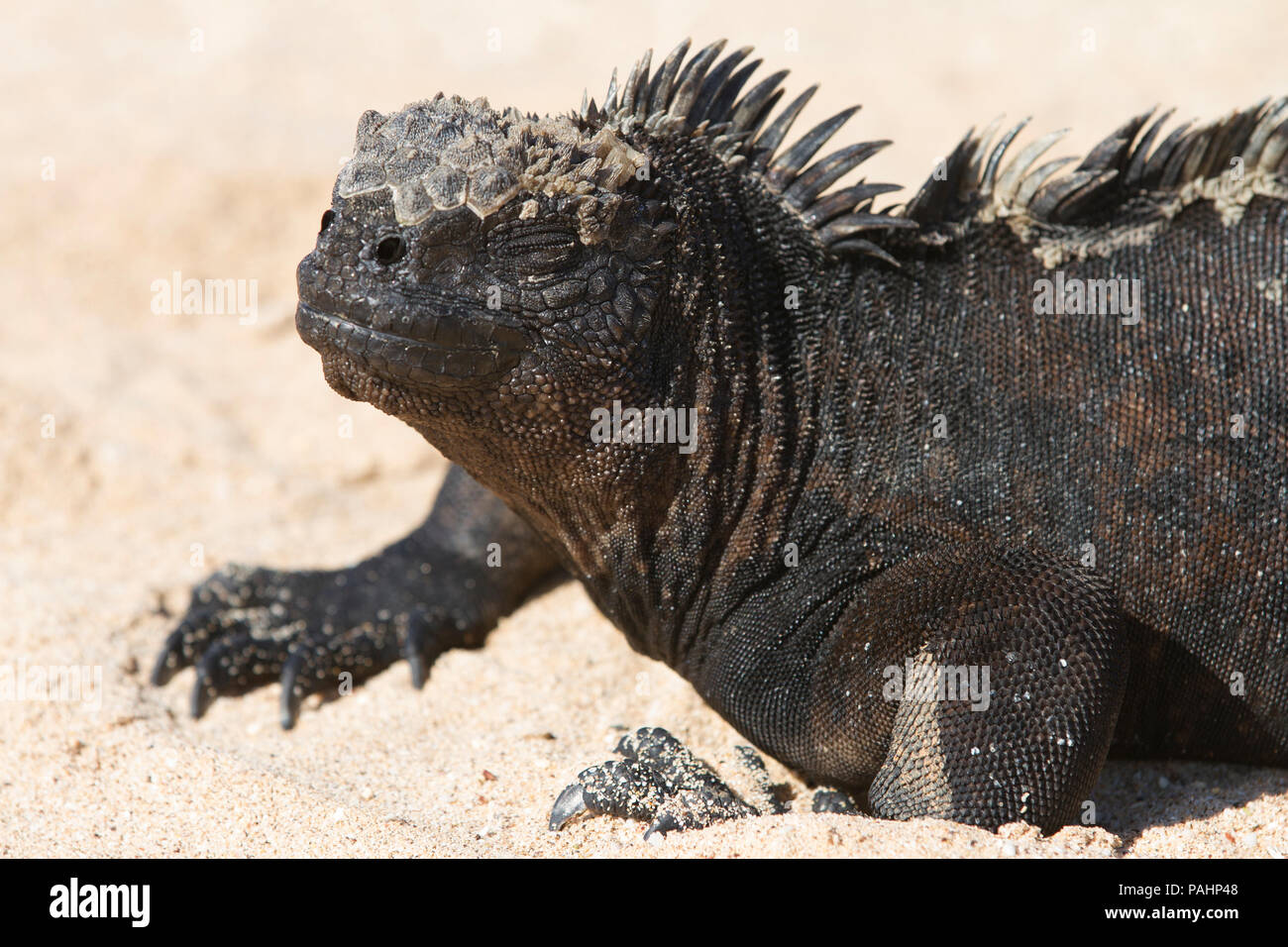 Marine Iguana, Santa Cruz Island, Galapagos Islands (Amblyrhynchus cristatus hassi) Stock Photo