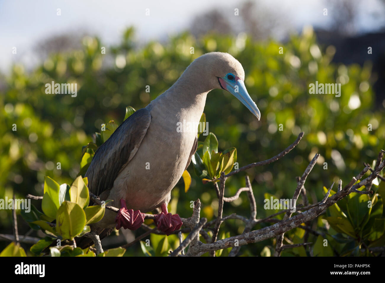 Red-footed Booby (Sula sula), Galapagos Islands Stock Photo