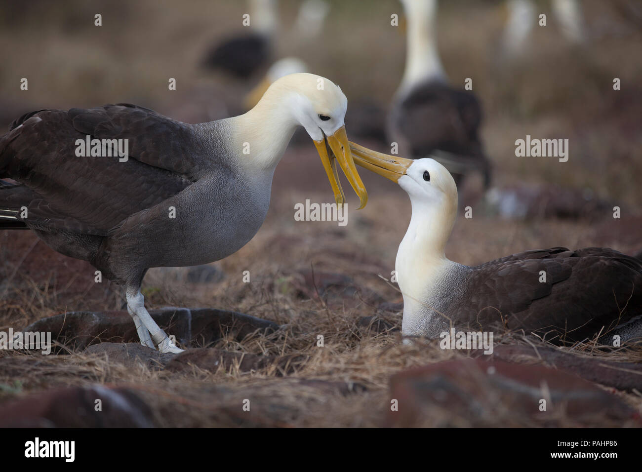 Galapagos albatross hi-res stock photography and images - Alamy
