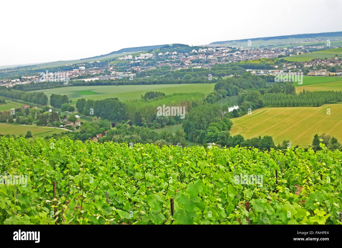 Champagne vineyard, in the background the city of Epernay, Marne, Champagne-Ardennes, France Stock Photo