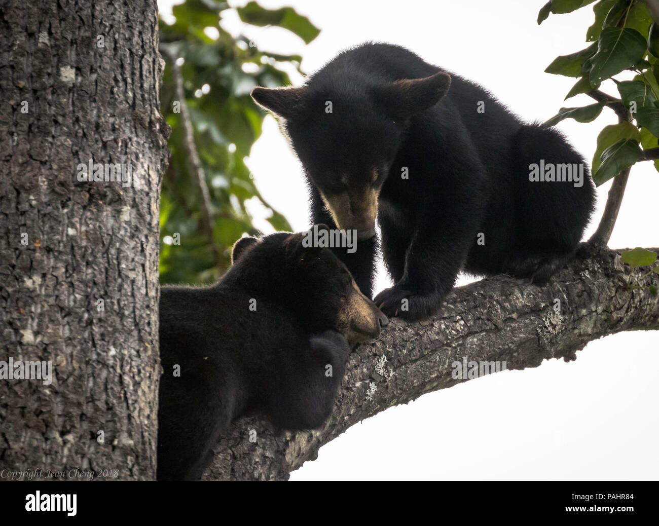 Wild black bears of Alaska Stock Photo Alamy