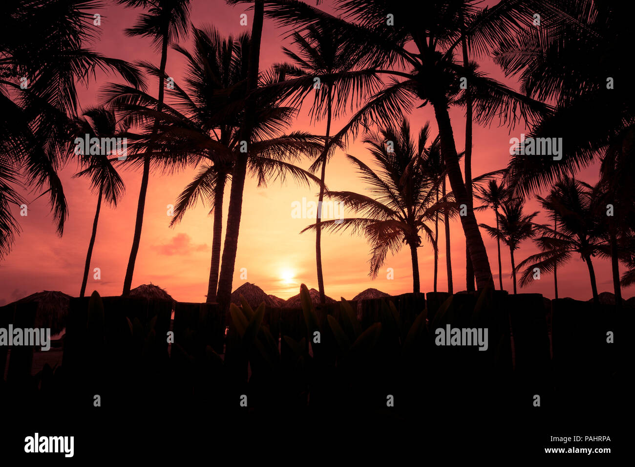 Palm trees silhouettes on tropical beach at summer warm vivid sunset ...