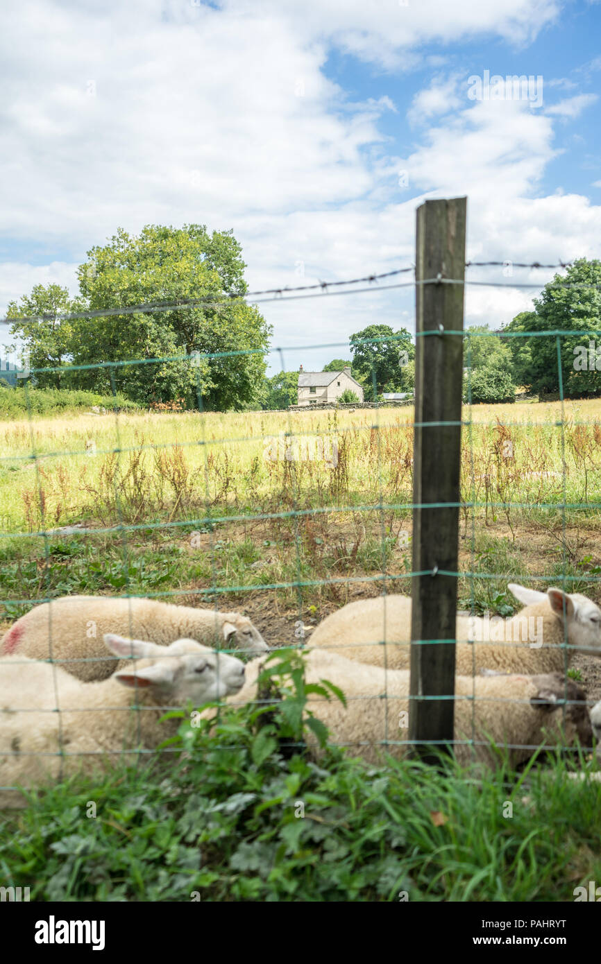 Resting sheep in green field, with fence and farmhouse in the background Stock Photo