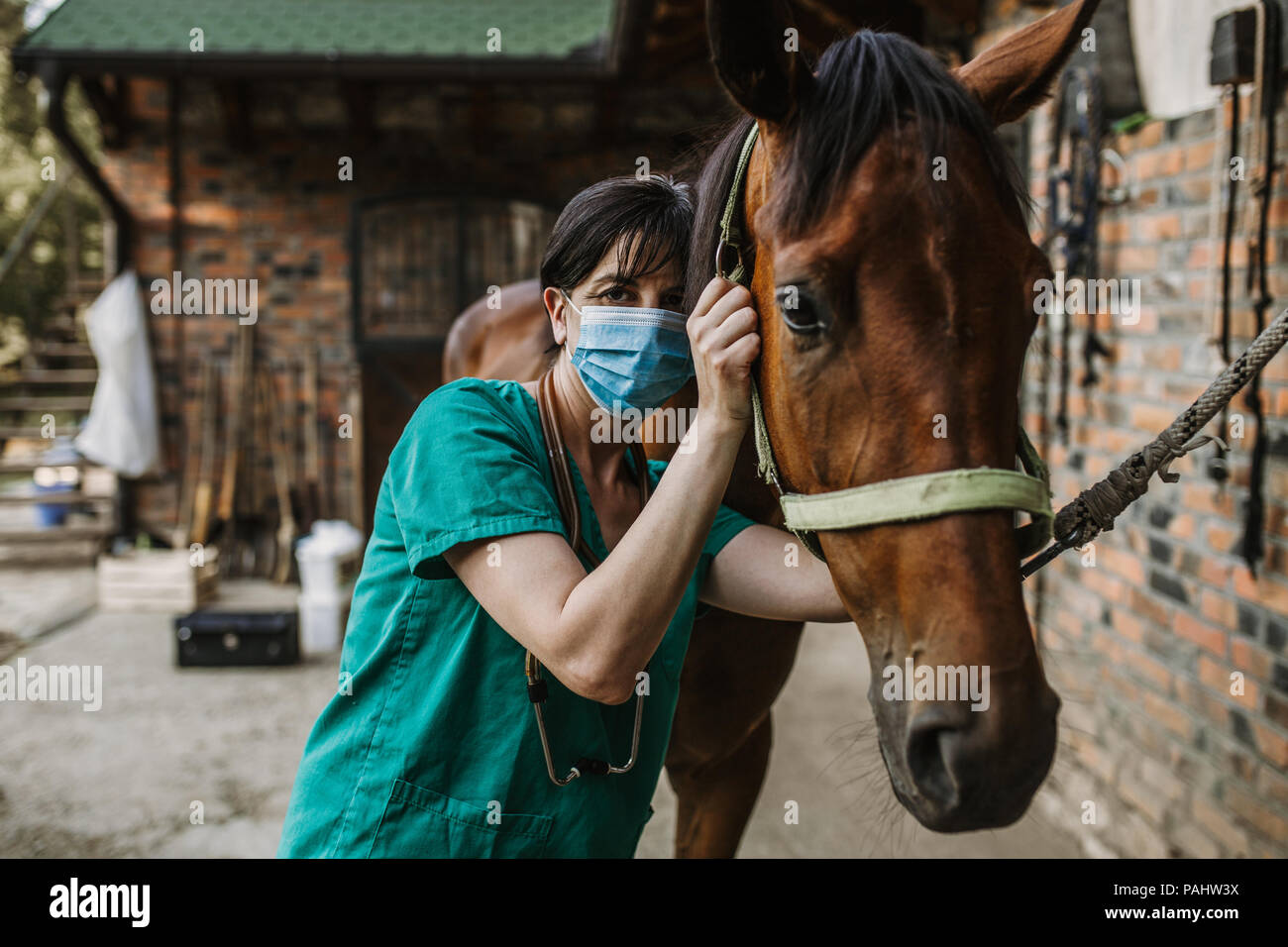 Veterinary Examination Horse Stock Photos & Veterinary Examination