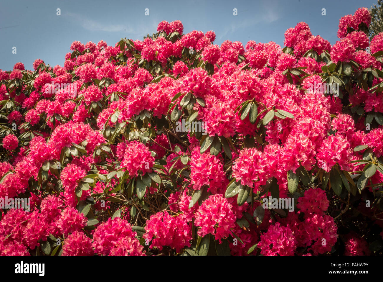 Gertrude Jekyll Garden High Resolution Stock Photography and Images - Alamy