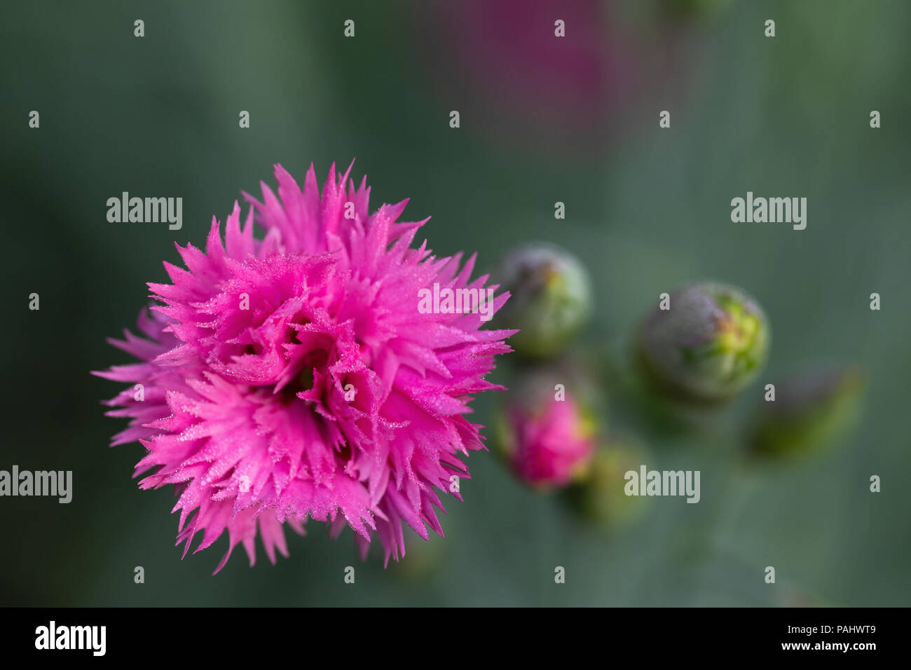 Macro image of a Dianthus flower Stock Photo