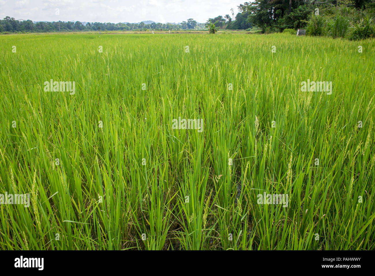 An African rice (Oryza glaberrima) field, Gbedin village, Nimba County
