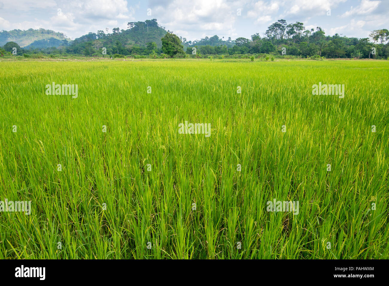 A lush field of African rice (Oryza glaberrima), Gbedin village, Nimba