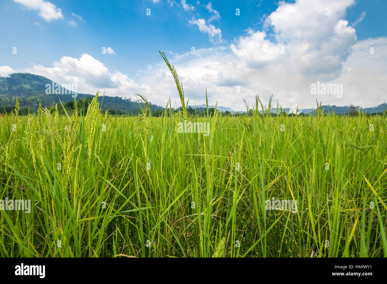 African Rice Farmers Stock Photos & African Rice Farmers Stock Images