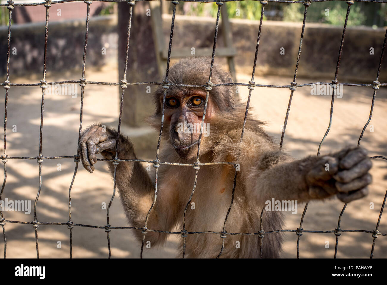 Sooty Mangabey monkey (Cercocebus atys) gazes through wire while reaching out. Ganta Liberia Stock Photo