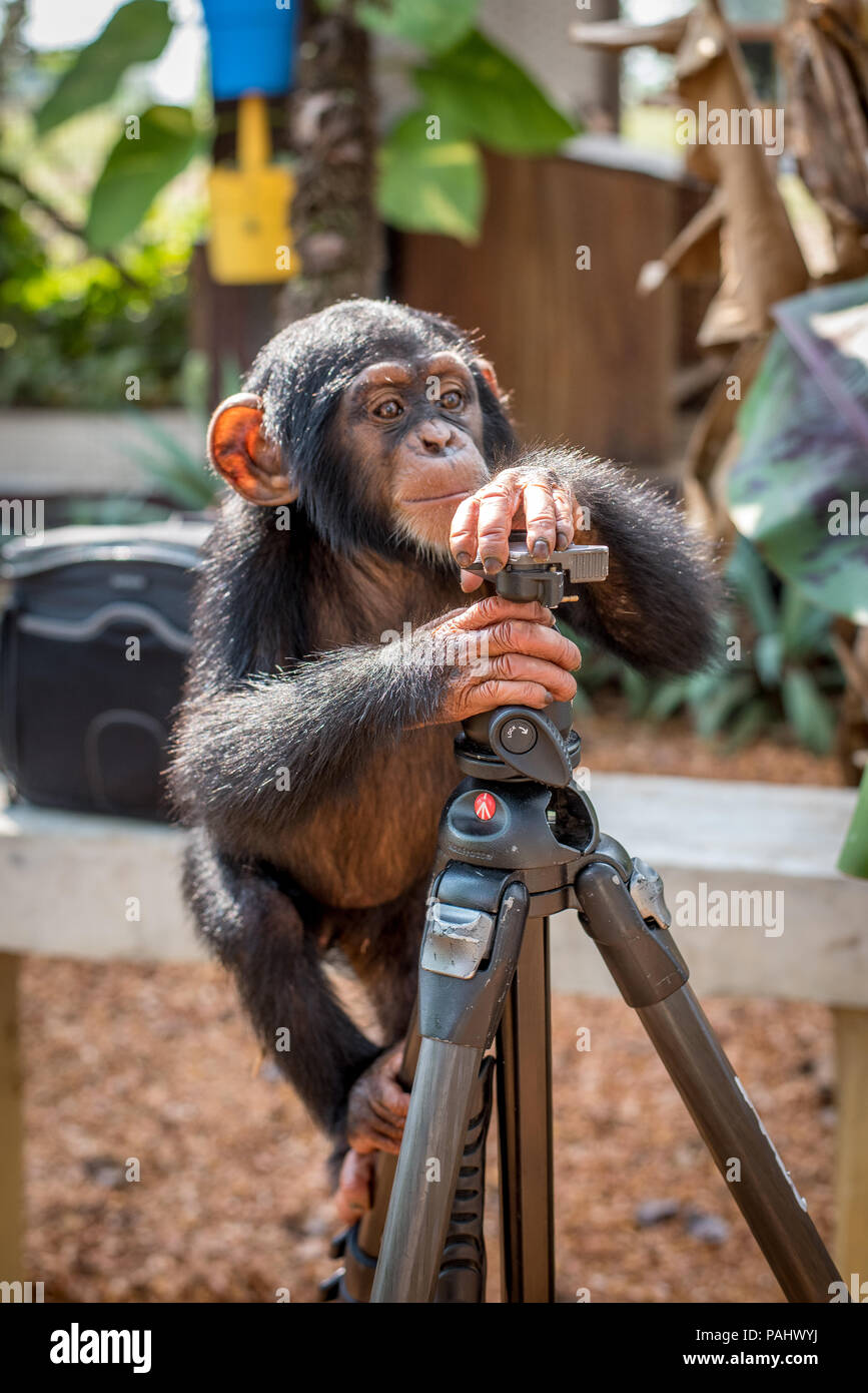 Chimpanzee (Pan troglodytes) curiously climbs a photographers tripod.Ganta Liberia Stock Photo