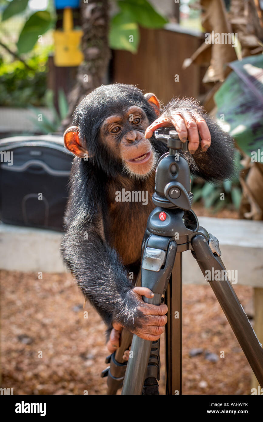 Chimpanzee (Pan troglodytes) curiously climbs a photographers tripod.Ganta Liberia Stock Photo