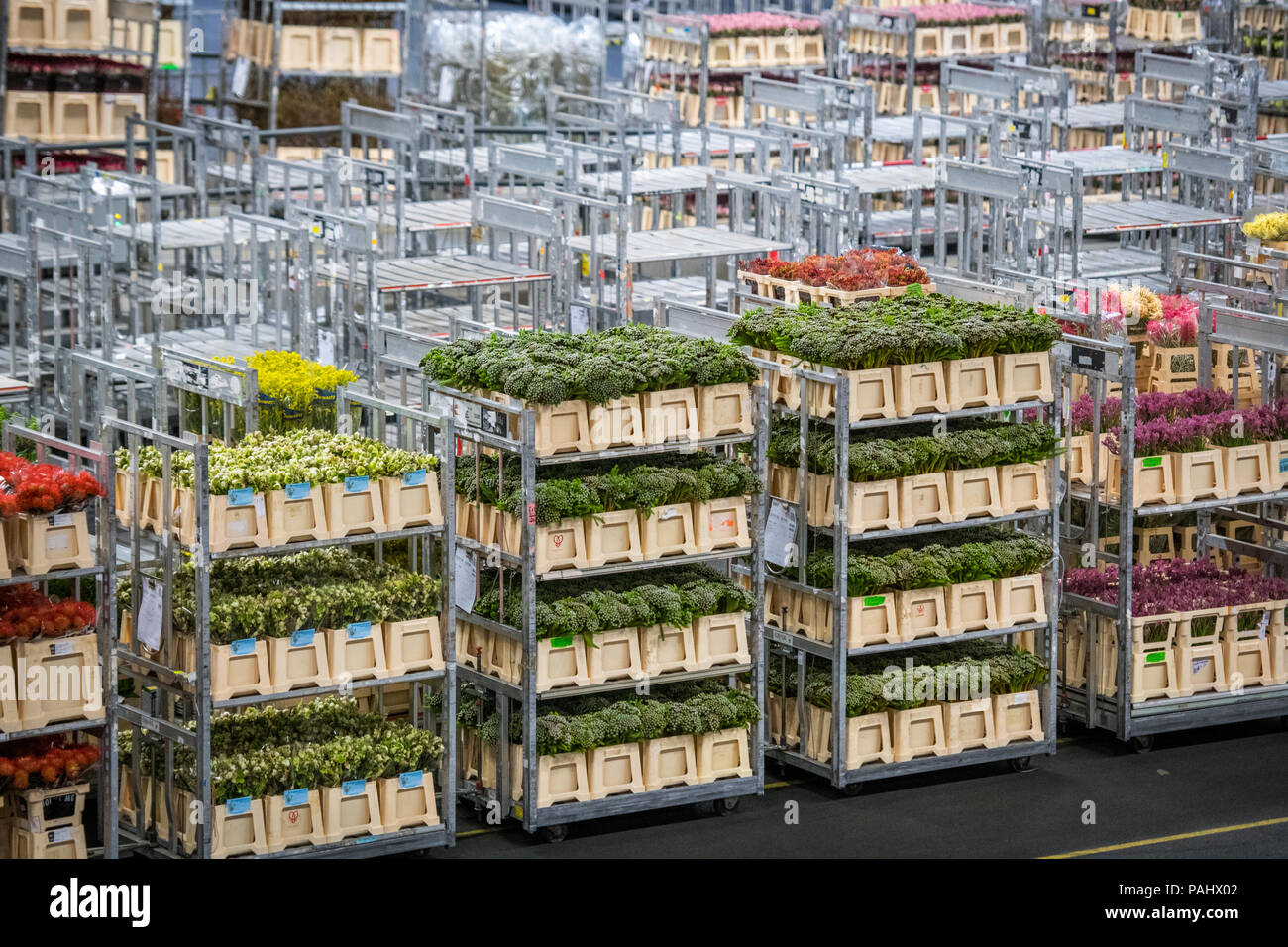 Carts of prepared flowers at the worlds largest flower auction, Royal