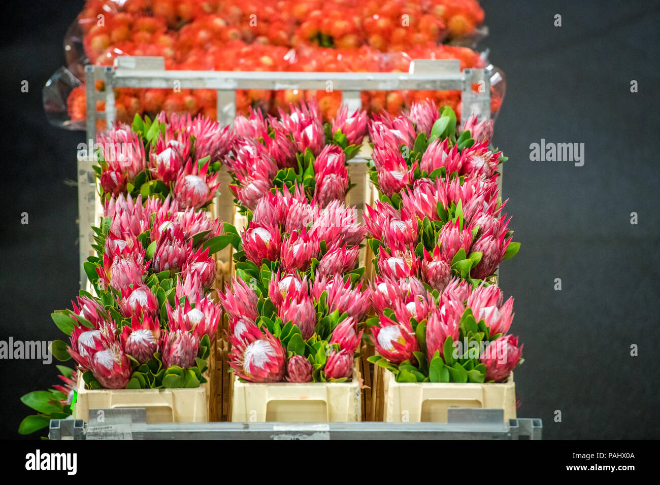 Carts of pink King Protea at the worlds largest flower auction, Royal
