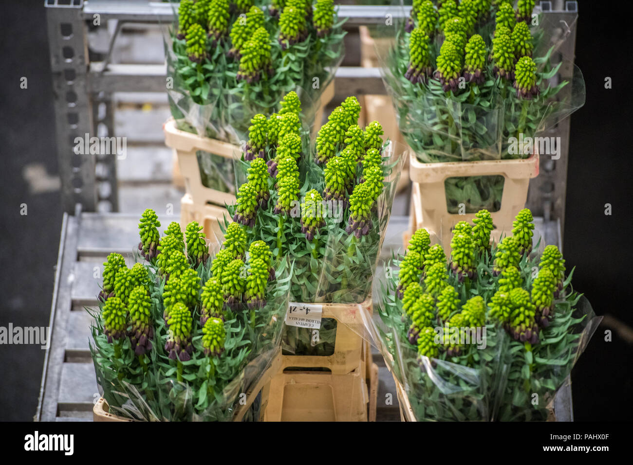 Royal Flora Holland flower auction in Amsterdam NL. Worlds largest