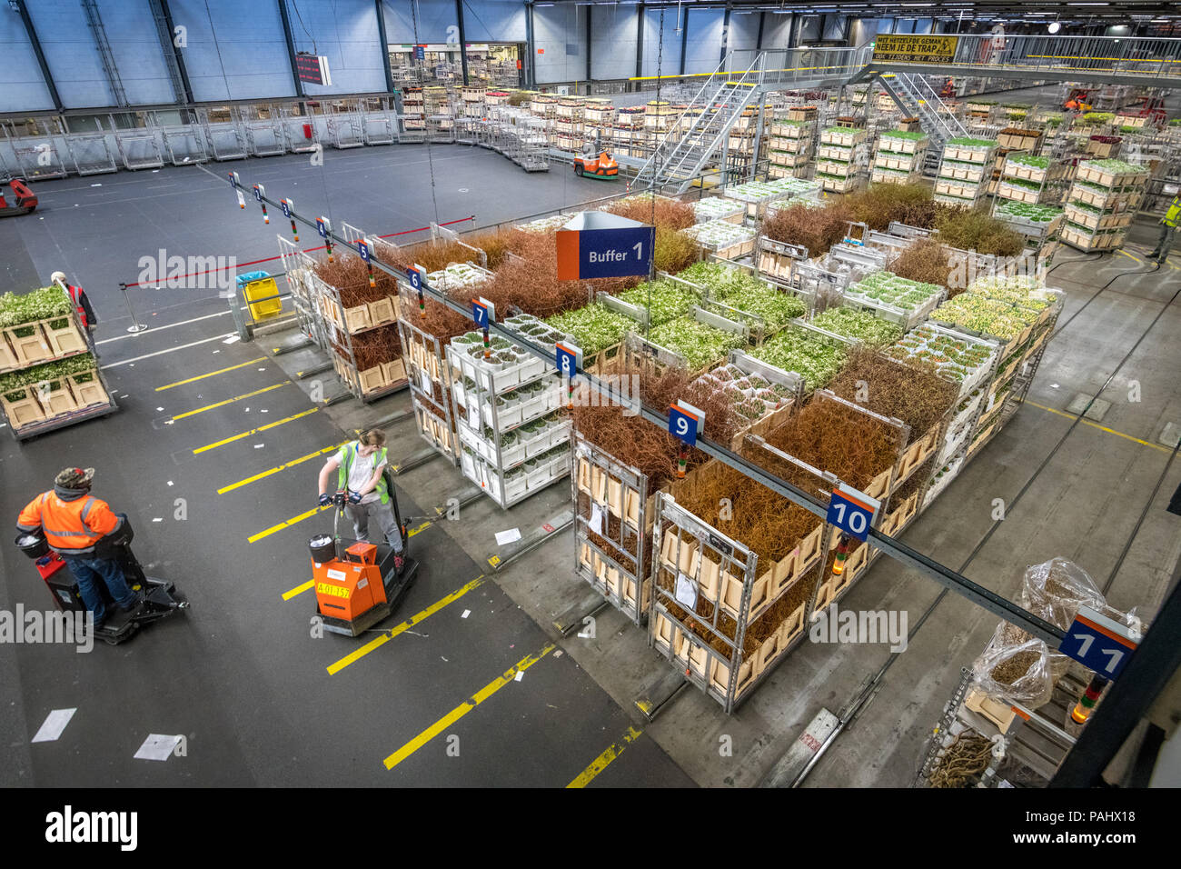 Workers in the warehouse at the worlds largest flower auction, Royal