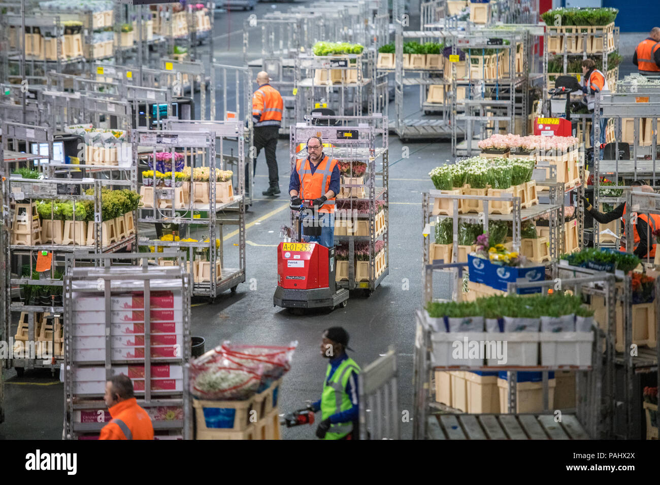 Workers in the warehouse at the worlds largest flower auction, Royal