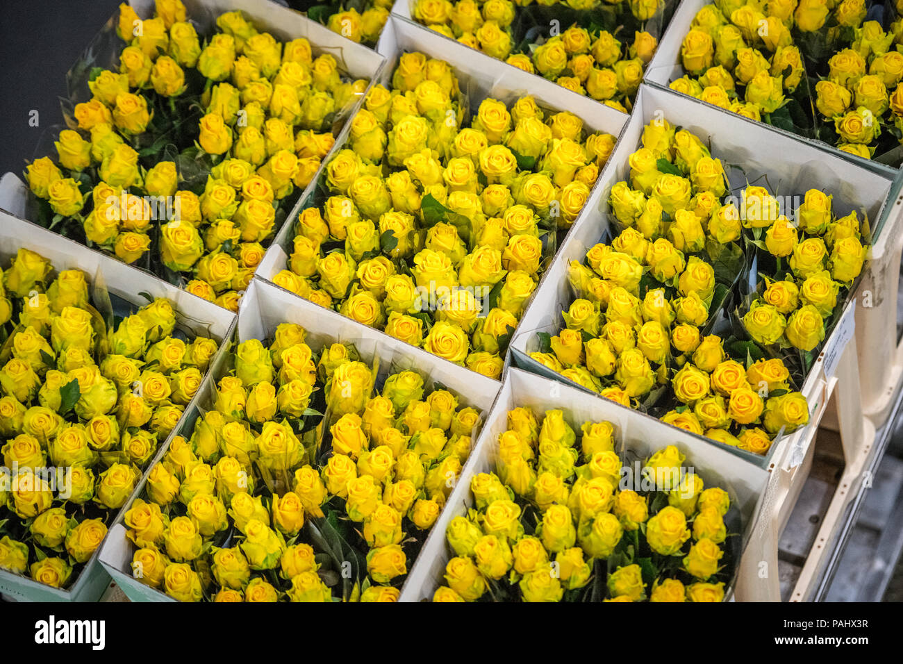 A cart full of yellow roses at the worlds largest flower auction, Royal