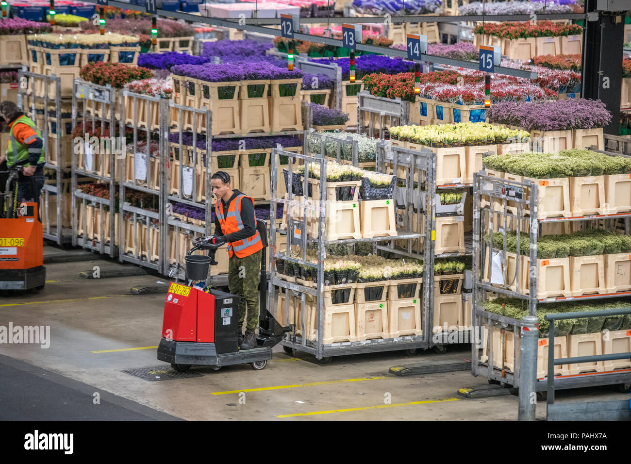 Workers in the warehouse at the worlds largest flower auction, Royal