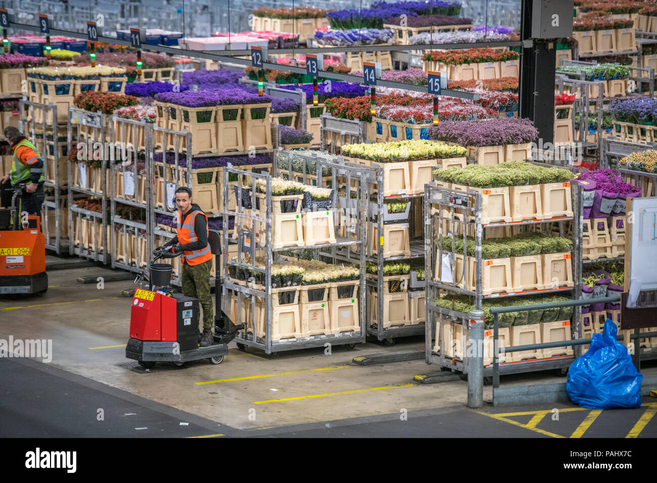 Workers in the warehouse at the worlds largest flower auction, Royal
