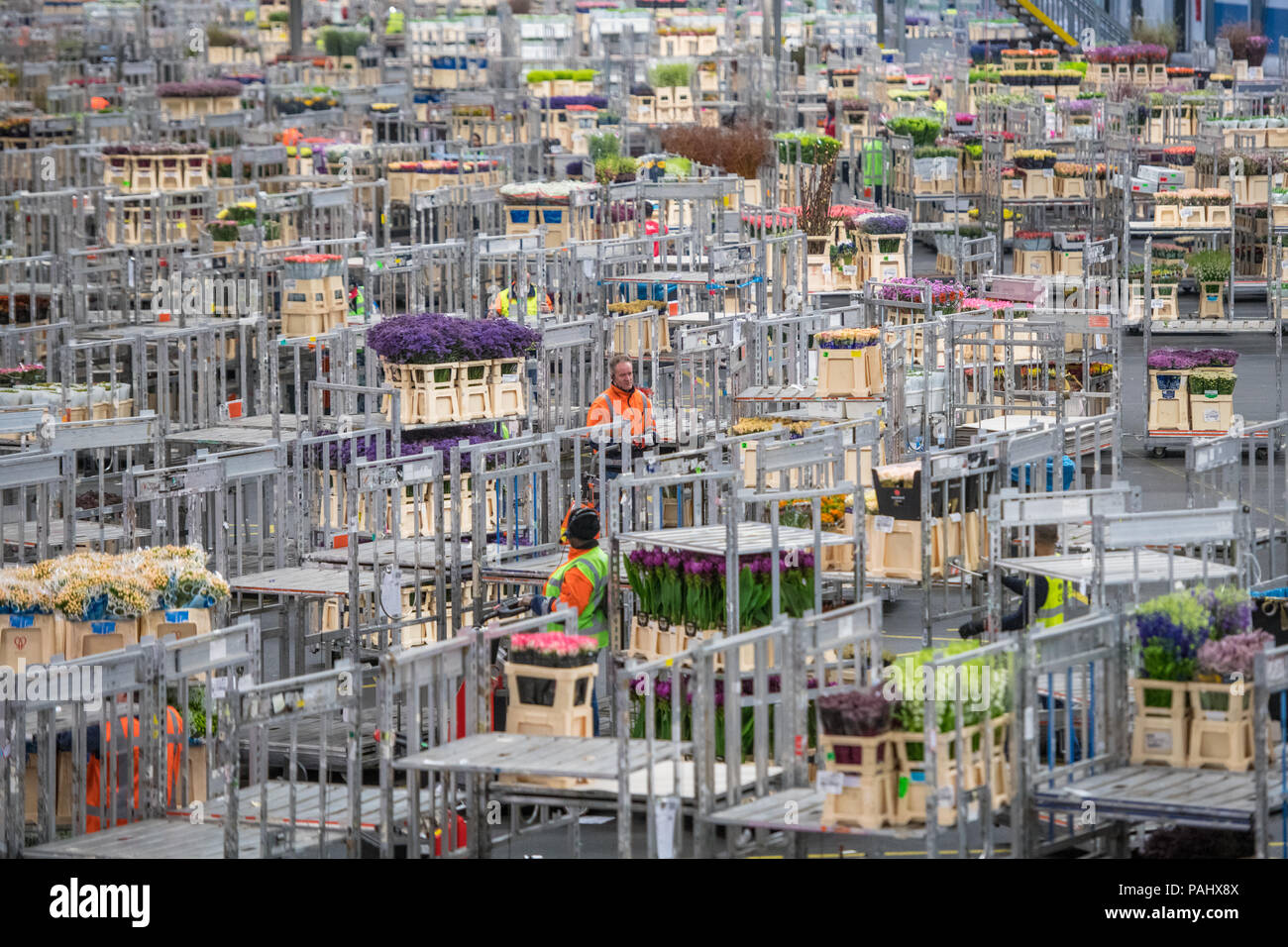 The warehouse at the worlds largest flower auction, Royal Flora Holland