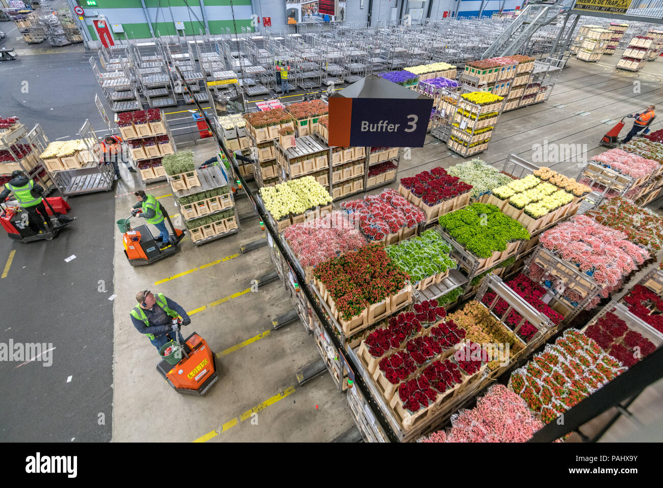 Workers in the warehouse at the worlds largest flower auction, Royal