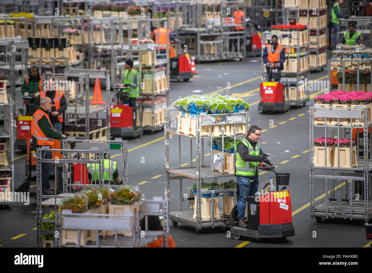 Workers in the warehouse at the worlds largest flower auction, Royal
