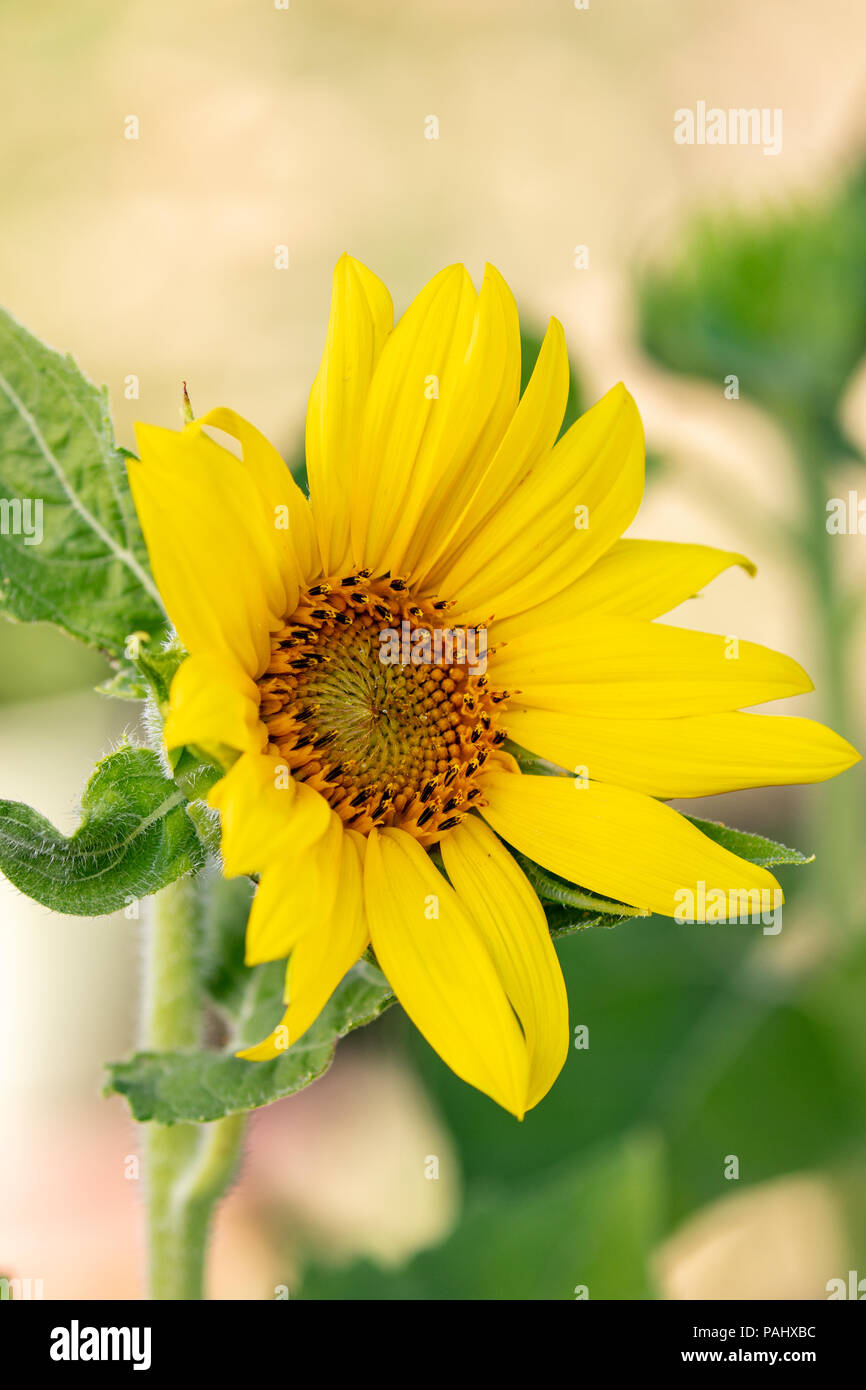 Sunflower in Summer. Los Angeles, California USA Stock Photo - Alamy
