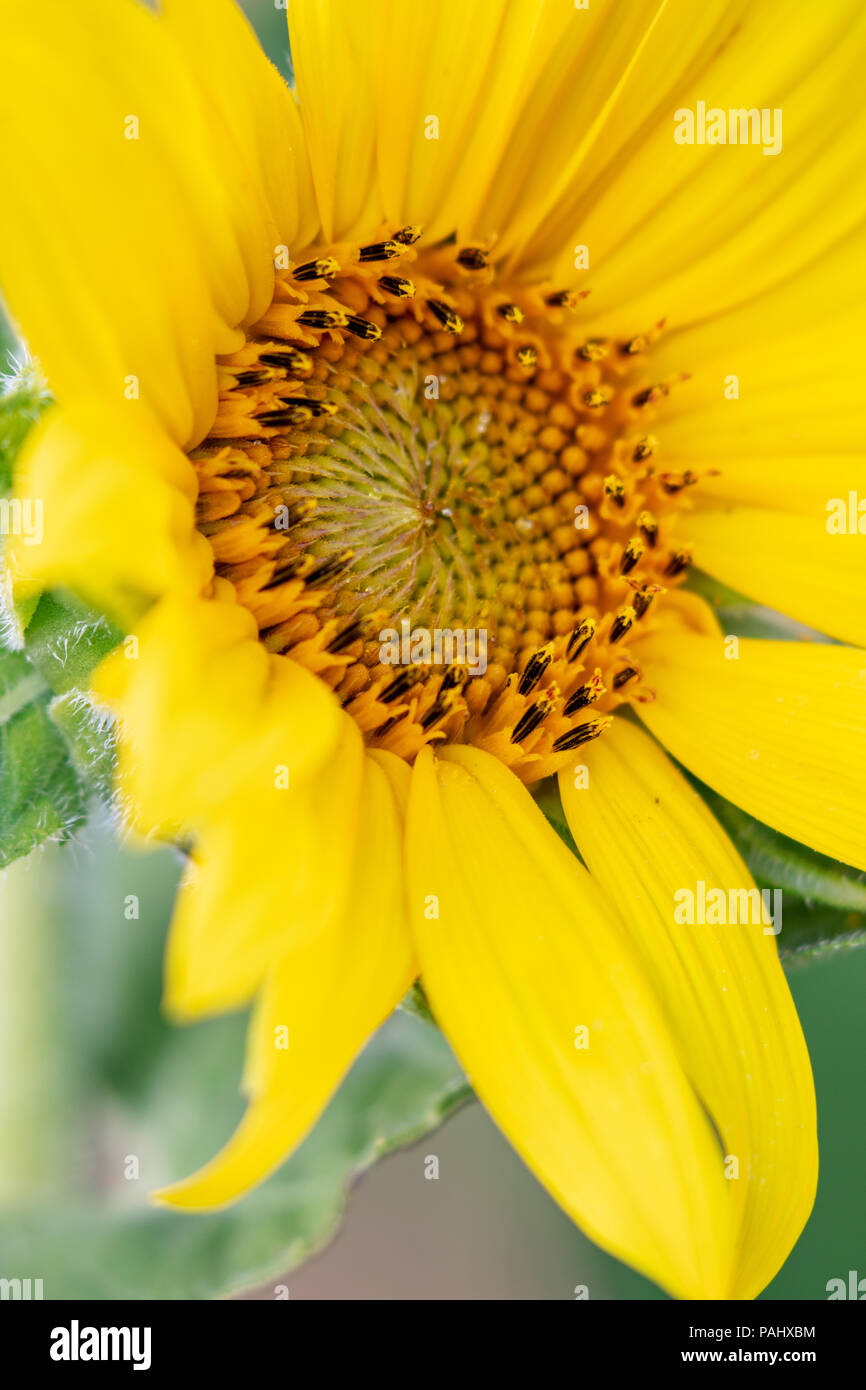 Sunflower in Summer. Los Angeles, California USA Stock Photo - Alamy