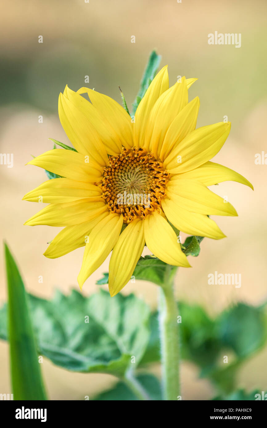 Sunflower in Spring. Los Angeles, California USA Stock Photo Alamy