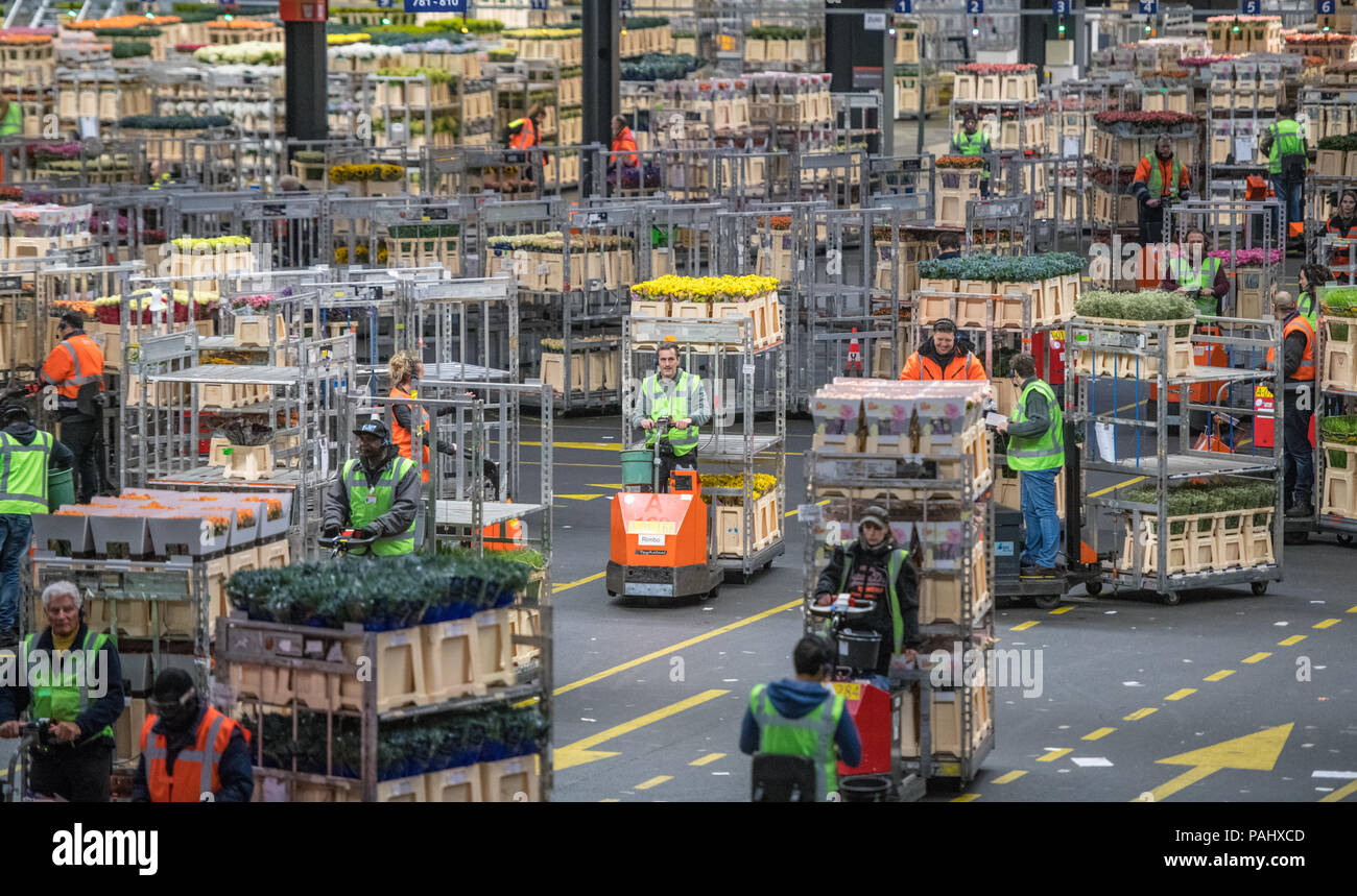 Workers in the warehouse at the worlds largest flower auction, Royal