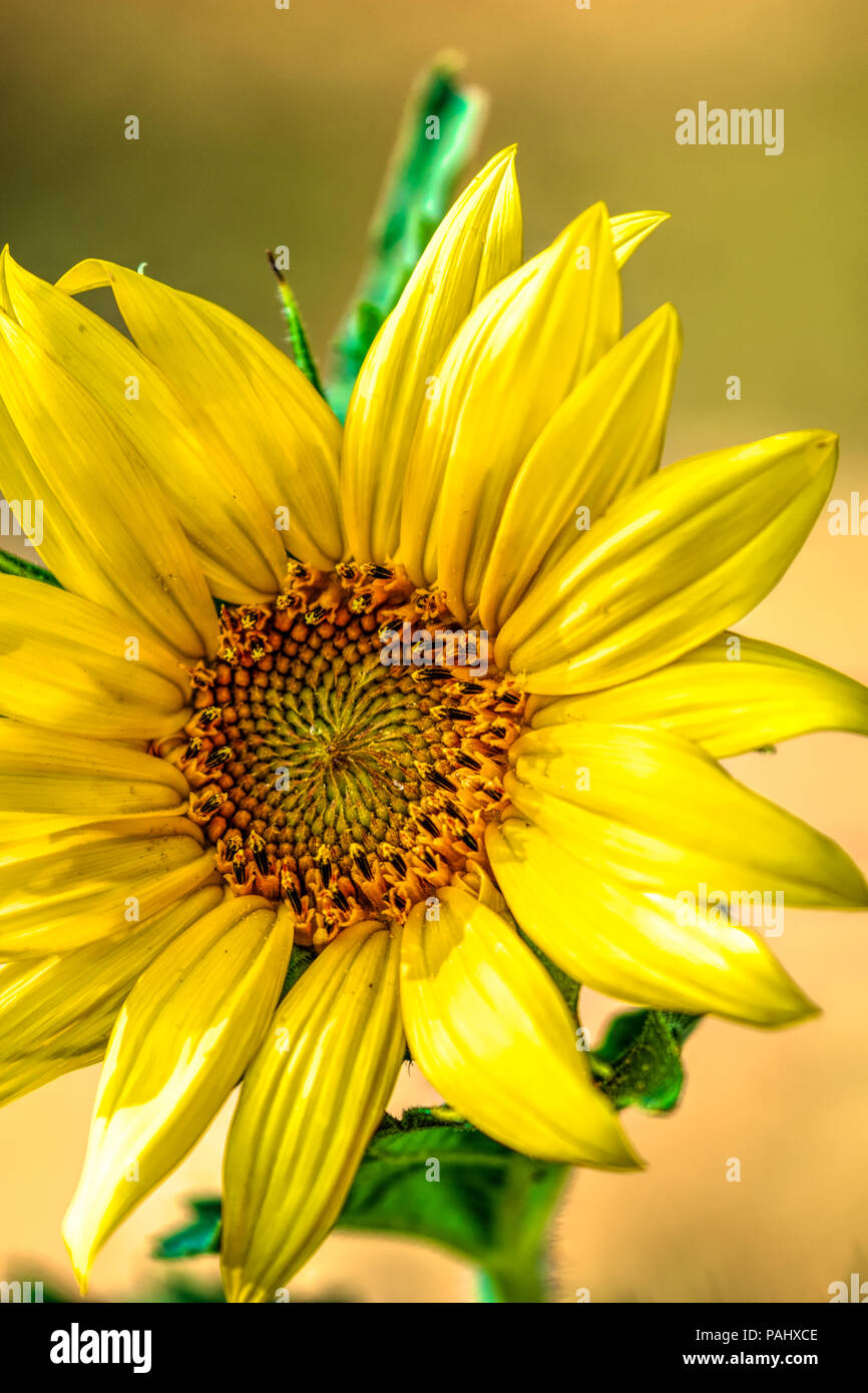 Sunflower in Summer. Los Angeles, California USA Stock Photo - Alamy