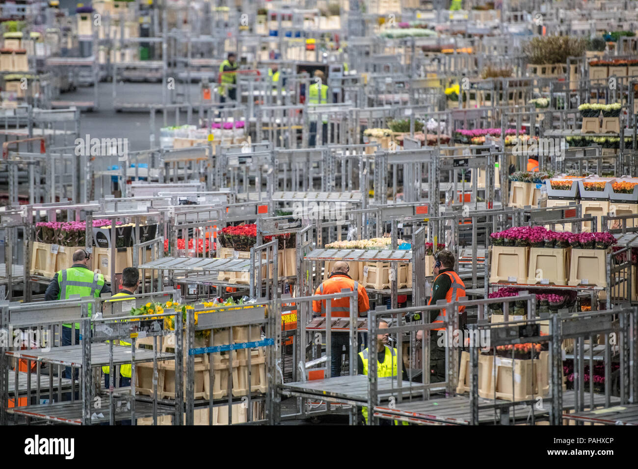 Workers in the warehouse at the worlds largest flower auction, Royal