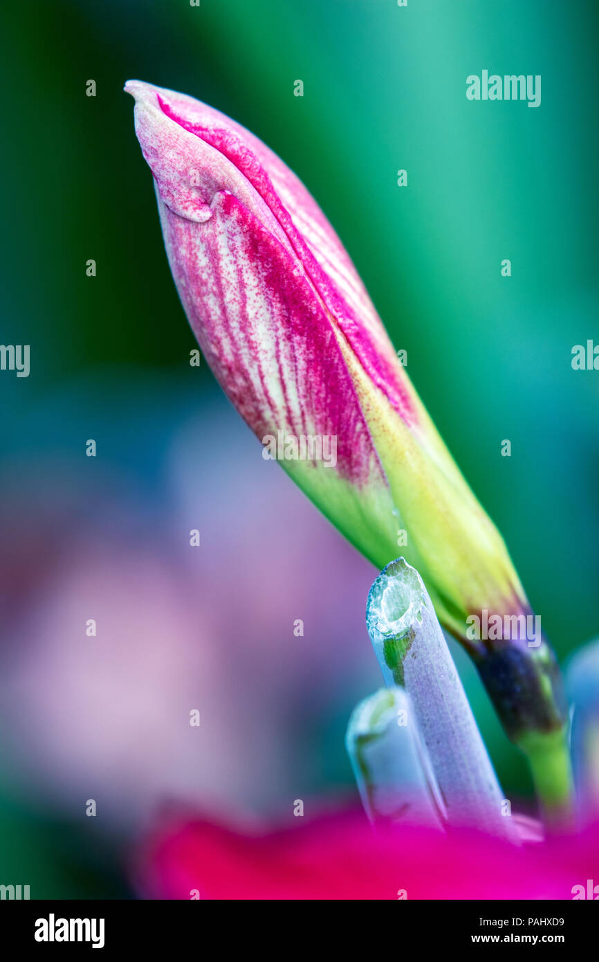 A photograph of a lovely red and white Amaryllis bud about to bloom. Stock Photo
