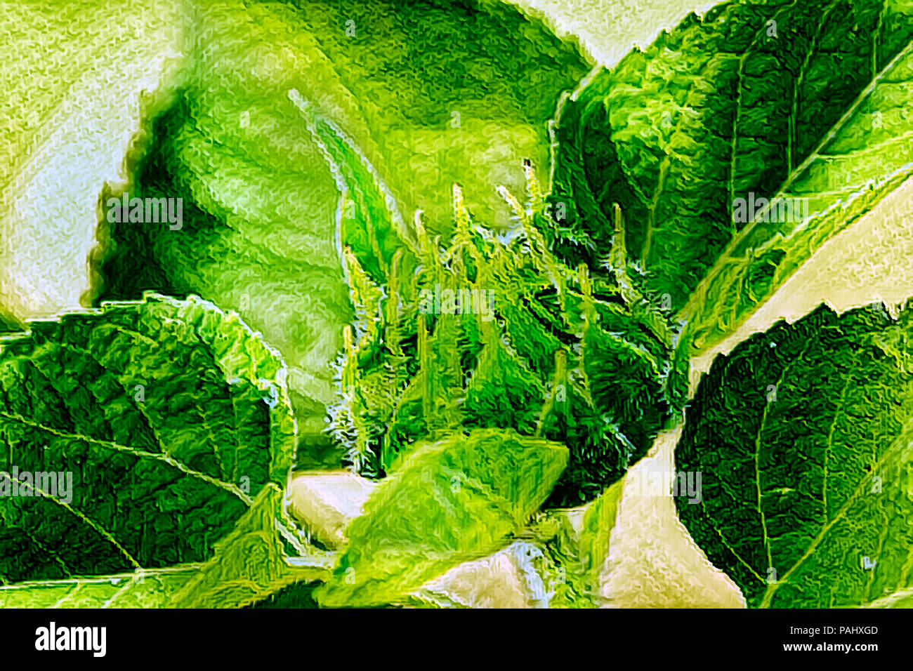 Sunflower in Summer. Los Angeles, California USA Stock Photo Alamy