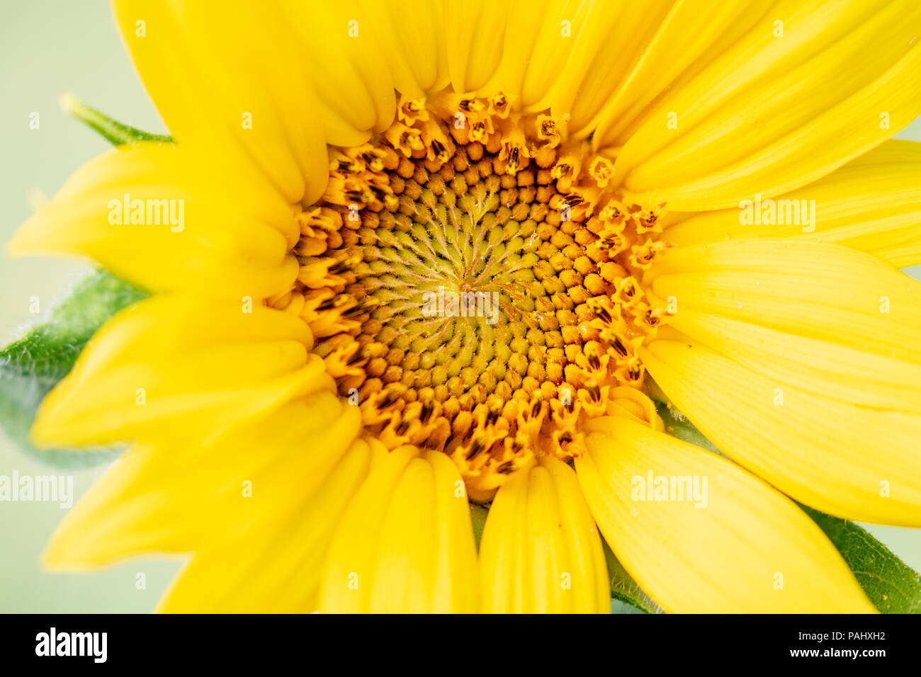 Sunflower in Summer. Los Angeles, California USA Stock Photo Alamy