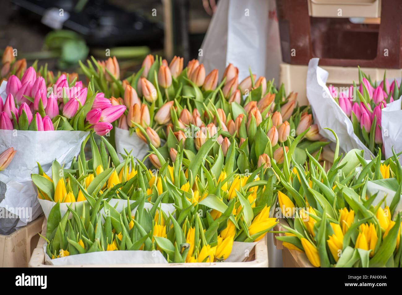 Colorful closed tulips (Tulipa) in bouquets  in Amsterdam, Netherlands Stock Photo