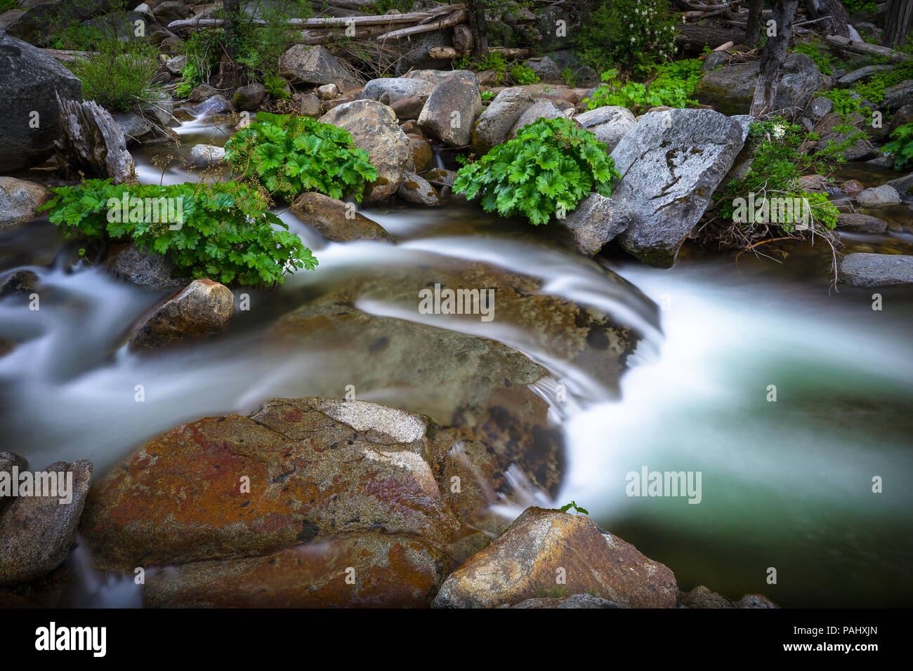 Beautiful turquoise pool and Indian-Rhubarb plants decorating scenic ...