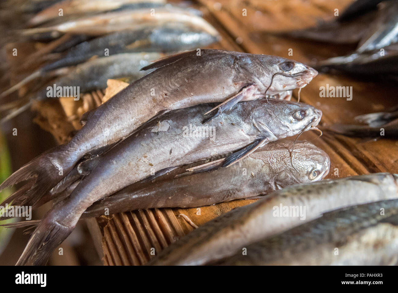 Catfish (Clarias gariepinus) are stacked ready for sale in Ganta, Liberia Stock Photo