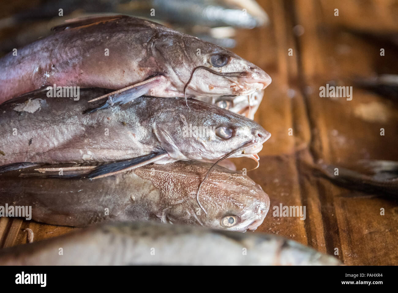 Catfish (Clarias gariepinus) are stacked ready for sale in Ganta, Liberia Stock Photo