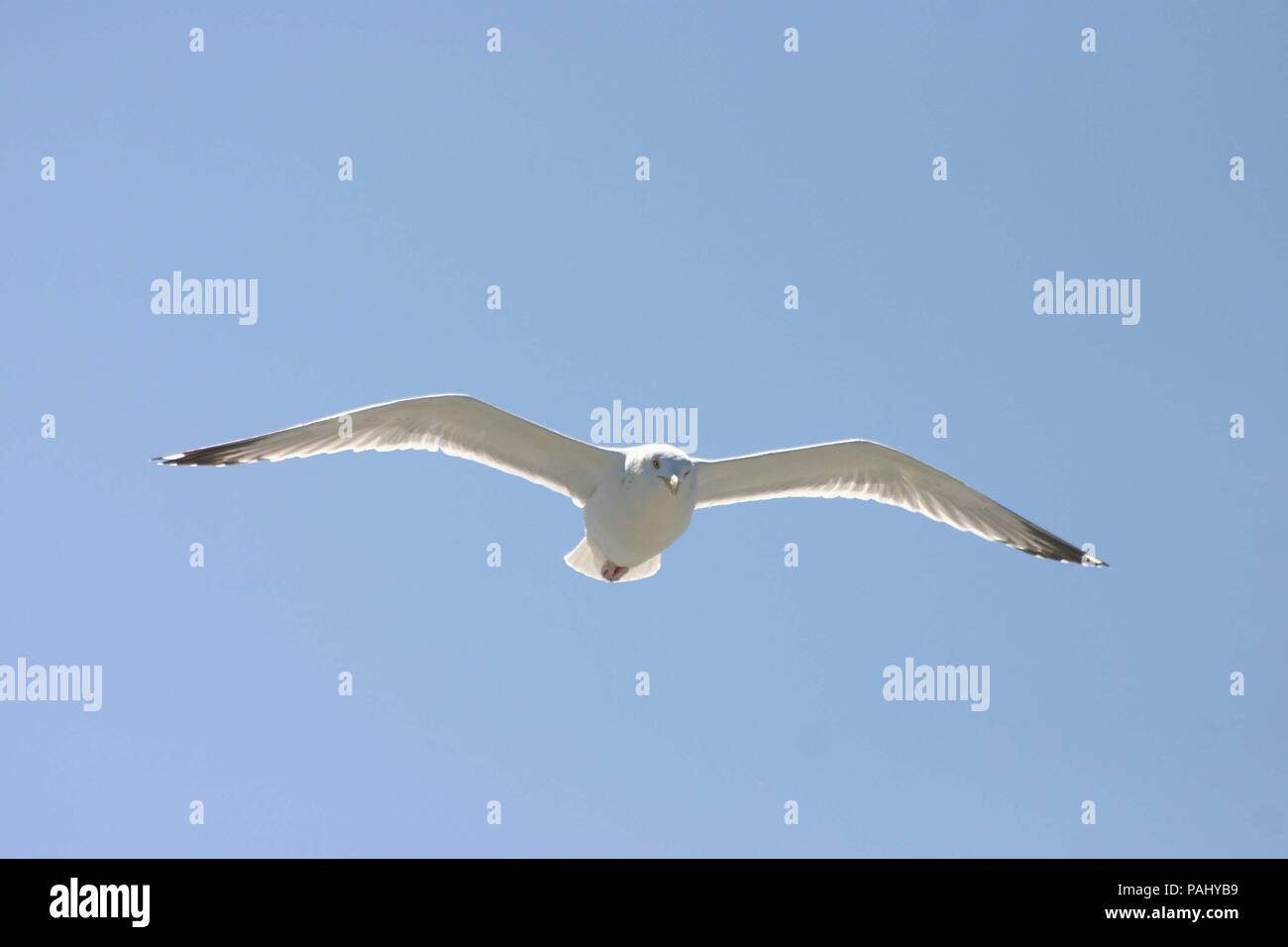 Pamlico Stock Photos Pamlico Stock Images Alamy