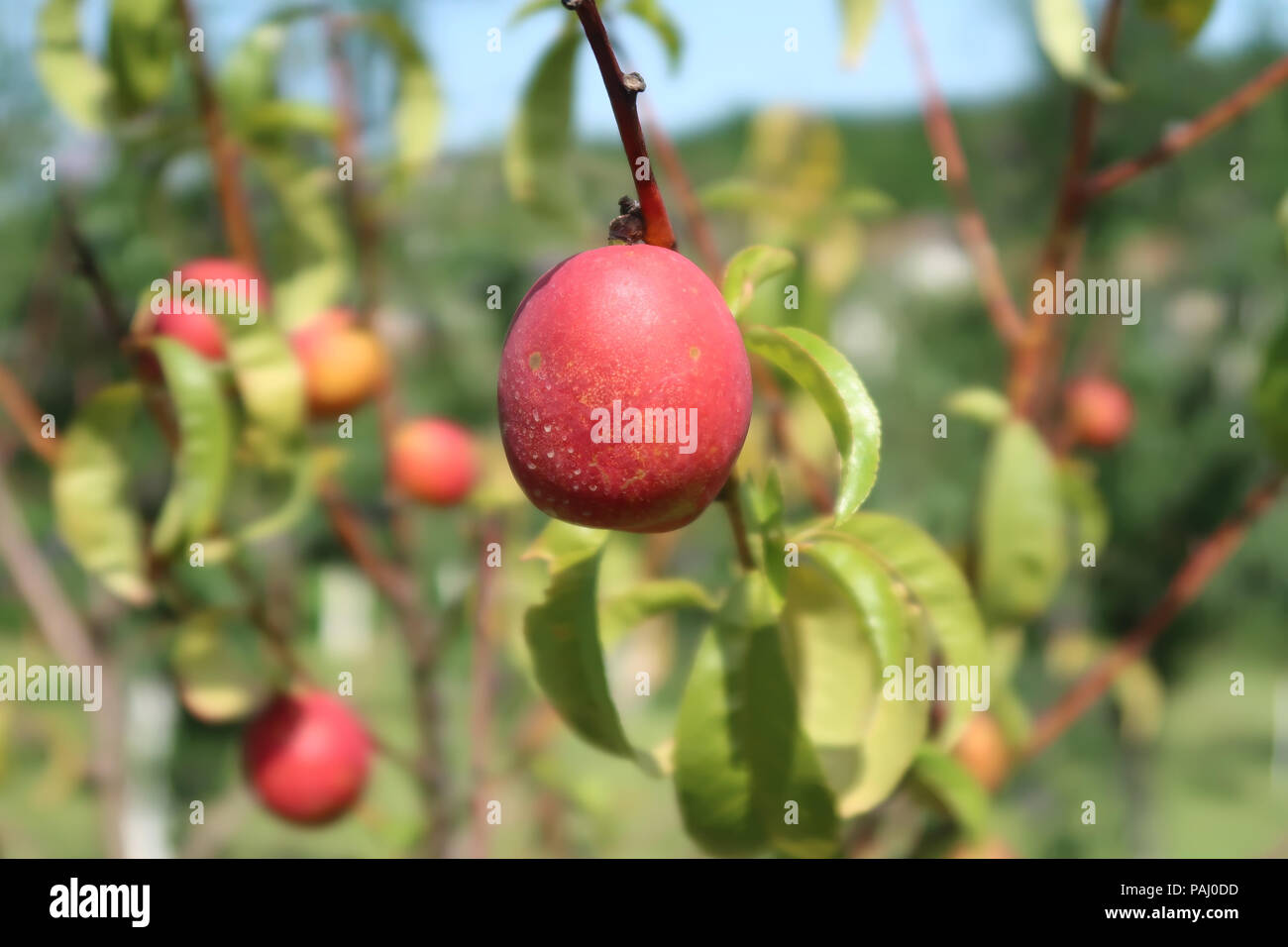 Tree nectarine fruit leaves red hires stock photography and images Alamy