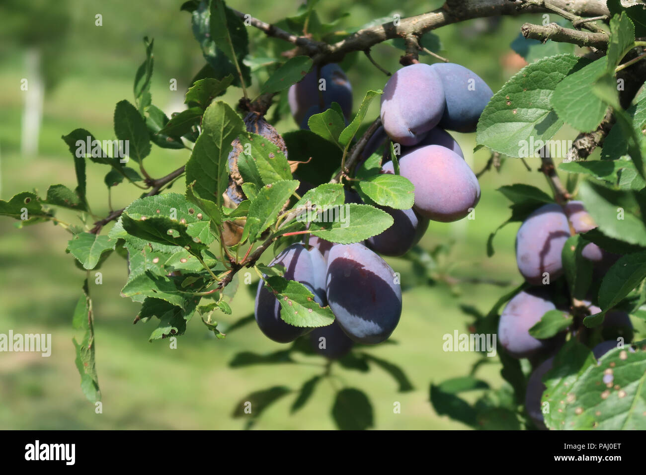 Ripe plums on a tree branch Stock Photo Alamy