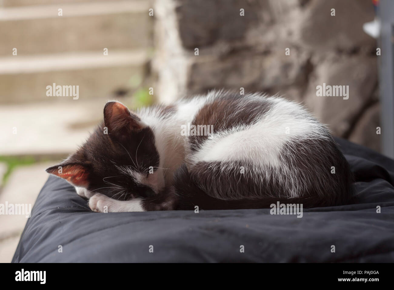 cat sleeping on the chair outdoor Stock Photo Alamy