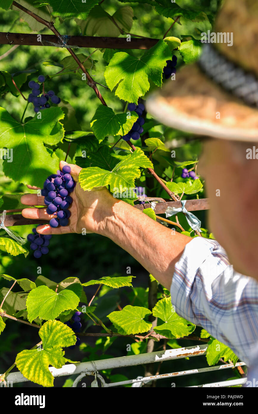 Old man picking red grapes. Stock Photo