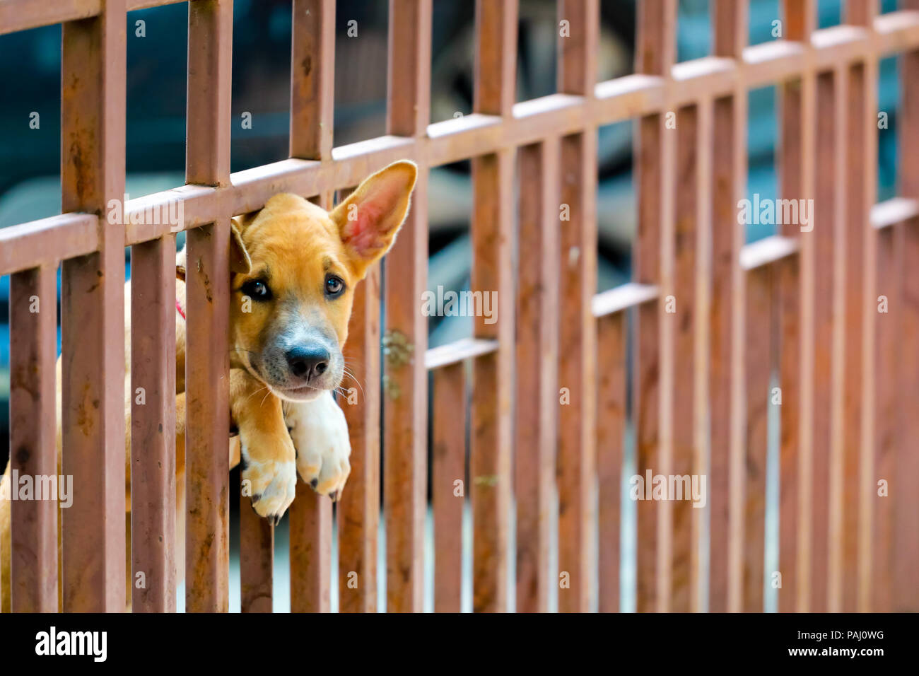 waiting for boss : the dog at the fence door Stock Photo
